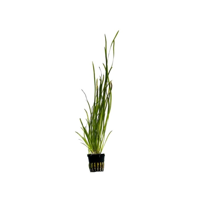 Planta acvariu Vallisneria Spiralis Stoffels - imagine 3